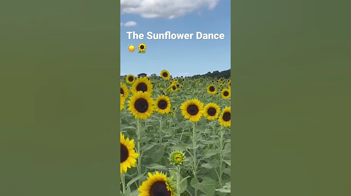 Young sunflowers follow the sun in a process known as heliotropism - DayDayNews