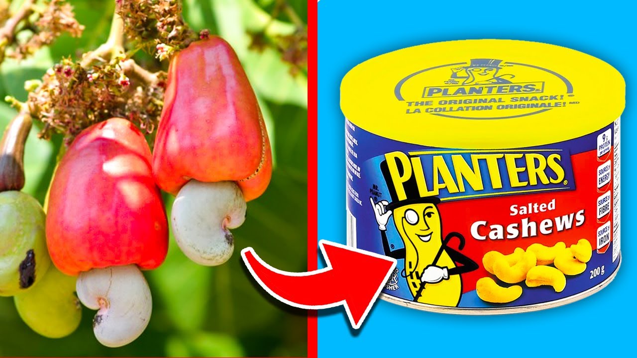 Top 10 Fruits That Can Kill! (Part 2) YouTube