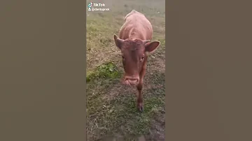ШОК бык нападает 😱