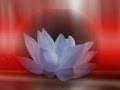 白蓮 唐木淳 唄 TAMU