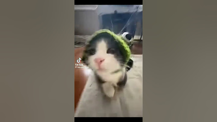 Cuteness Alert⚠️🤧 #cute #cat #meme #trend #funny