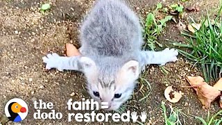 Tiny Kitten Who Couldn't Walk Runs After Her Siblings Now | The Dodo Faith = Restored