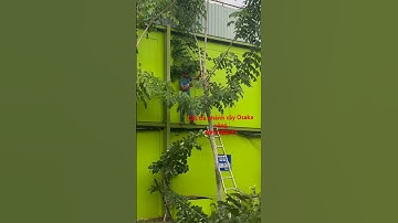 Dịch vụ cắt tỉa cây xanh, cắt tỉa cây kiểng nghệ thuật, … dịch vụ sân vườn cây xanh,… 0917183271