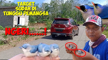 Lambat sedikit 1 Keluuarga Burung Rambatan Bakal Mati