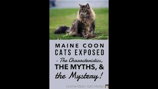 Top 10 Facts About Maine Coon Cats by puspusmeowmeow 84 views 2 weeks ago 2 minutes, 56 seconds
