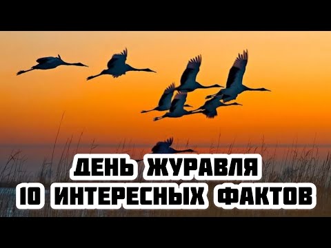 13 сентября - день журавля. ТОП 10 самых интересных фактов о журавле. Серый журавль, родина птицы