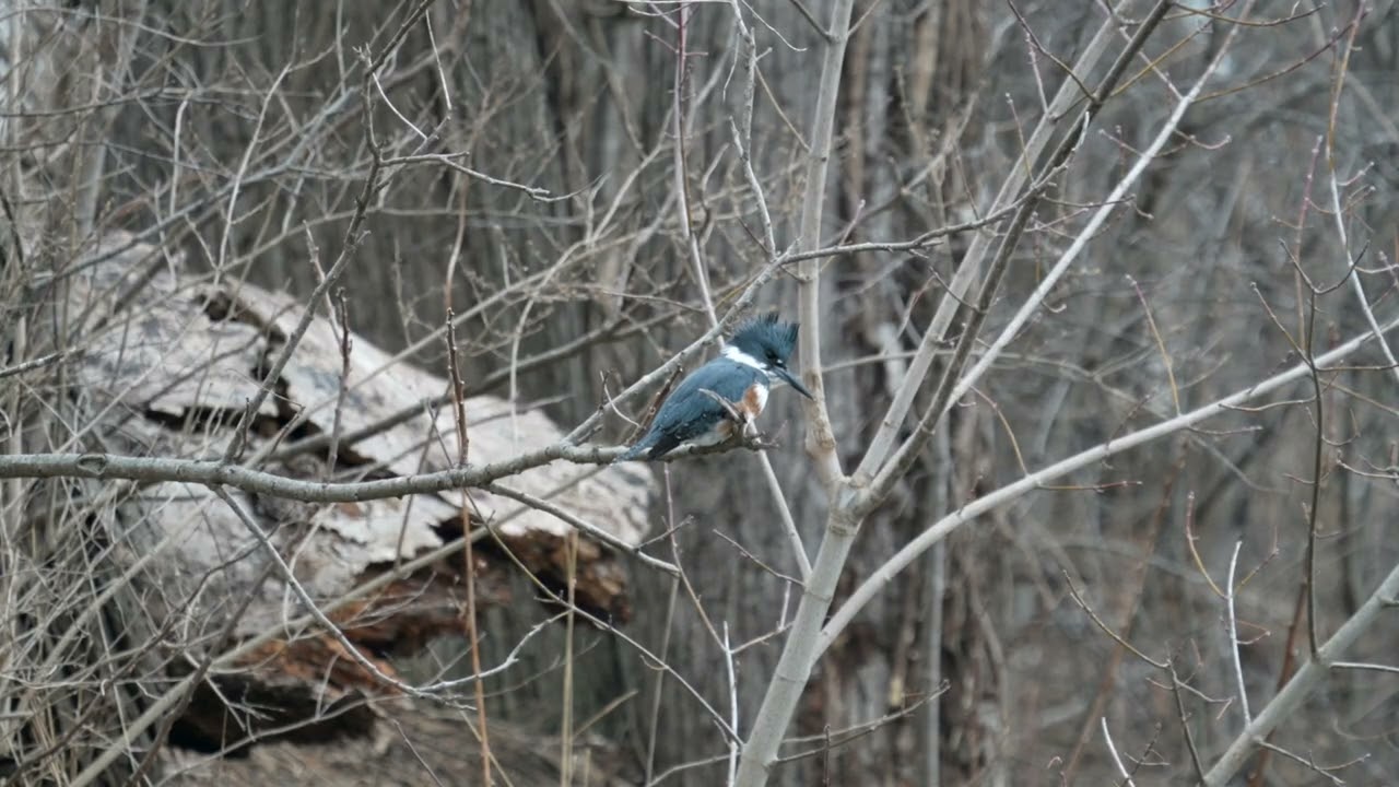Belted Kingfisher IGFP