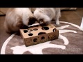 Puzzle Toy for Cats - CatAmazing - Ragdoll Cats Receive for Testing