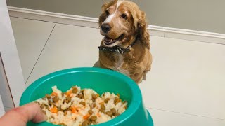 Diferencia entre alimento balanceado y comida casera para perros