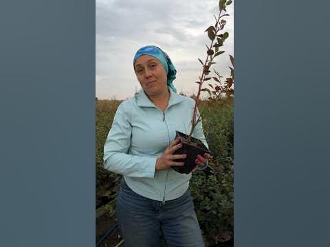 Нужно ли добавлять микоризу при посадке голубики? 🫐🌱 (часть 2) - YouTube