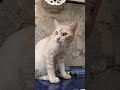 Cats Adorably Cute Adoreble Cat 1324 Funny Cutecat Kitten Pets Straycat