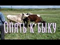 ОПЯТЬ К БЫКУ. ОБМАН С ДОМАШНИМ МЯСОМ. ЖДУ ОТЕЛ. КОЗЕЛ ПЛЕМЕННОЙ. БАК-ЗДРАВ ПРОБИОТИЧЕСКАЯ КОСМЕТИКА