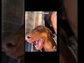 Pov: Cachorros parte 5 #memes #cachorros #pov #MARCOS1V1