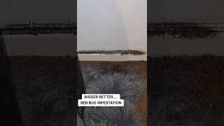 MAJOR BED BUG INFESTATION 
