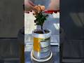 After flowering, prune your kalanchoe, leaving one or two pairs of leaves and ensuring each