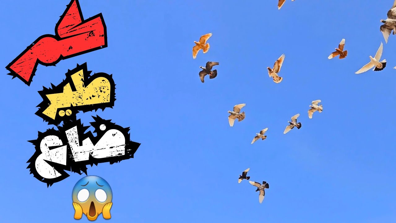 طيرت 8 طيور جديد 🤔 وضاع اجمل واحد فيهم 😱✂️