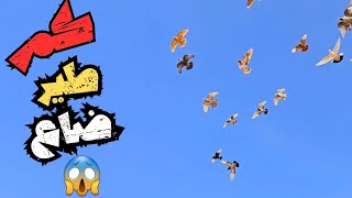 طيرت 8 طيور جديد 🤔 وضاع اجمل واحد فيهم 😱✂️