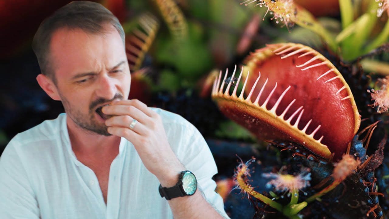 Am mancat PLANTE CARNIVORE - Trip to Thailand // EP 2