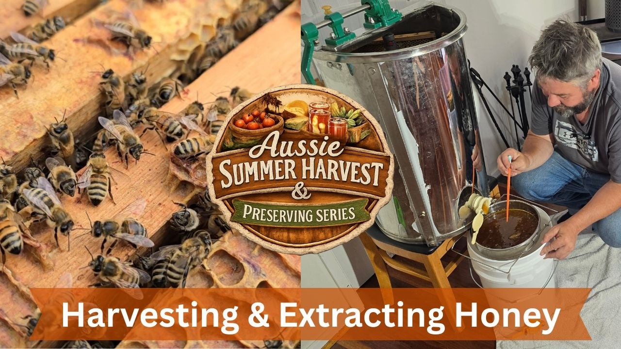 Сбор меда 🍯 от улья до банки | Серия статей о летнем урожае и консервировании в Австралии