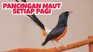 DAILY VLOG 🔺 PETERNAKAN BURUNG MURAI BATU DI PEDESAAN screenshot 4