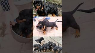 kci Rottweiler puppies in low price | #shortvideo #shorts #dogvideo #rottweiler