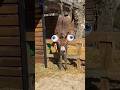 Ranking funniest animal fails