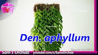 23Mounting Dendrobium aphyllum keikis Orchid update (2022/03)