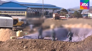 [단독] 구제역 백신 공급해놓고…항체 파악은 안 한 정부