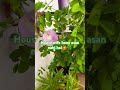🌿🌿sans🎄🌱#trending #plants #naturelovers #garden #viralsong #shortsfeed