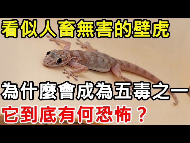 看似人畜無害的壁虎，為什麼會成為「五毒」之一？它到底有何恐怖？