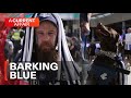 Dog barks when Carlton scores | A Current Affair