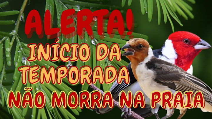 TEMPORADA - GALO DE CAMPINA - NÃO PERCA SEU GALO CAMPINA  - CUIDADO COM A EMOÇÃO