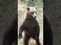 Медвежий патруль