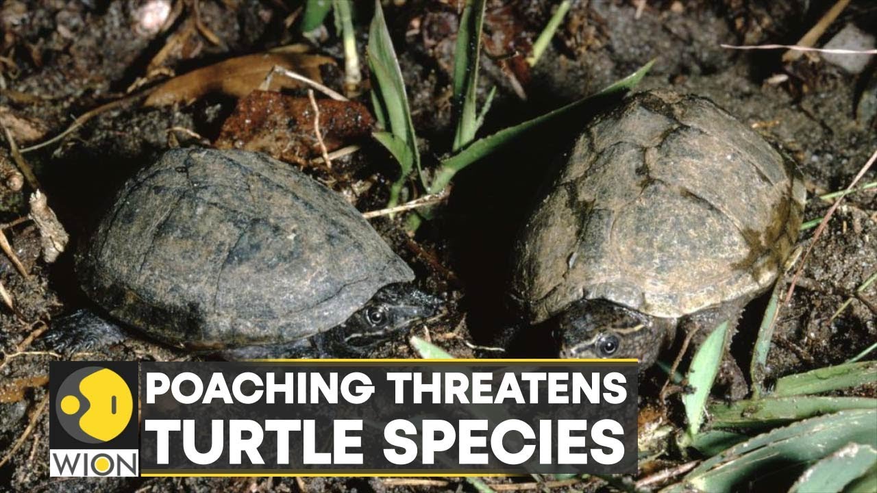 WION Climate Tracker | Poaching threatens turtle species - YouTube