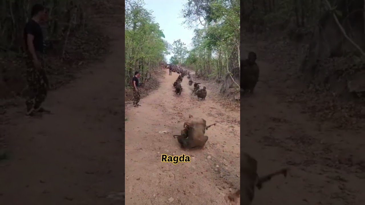 commando training ragda🥵