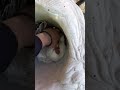 Aseel murge baby cow aseelmurga rottweiler kite desi chickenrecipe psl