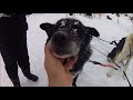 Dog Sledding Hetta Huskies Finland Lapland