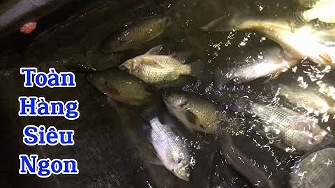 Giăng lưới 4 phân rưỡi dính toàn cá rô siêu ngon, dính luôn cá tra quá ngon / VŨ TAM NÔNG