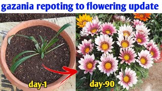 How To Grow Gazania Flower Plant | Winter Flowers | Gardening 4u Resimi