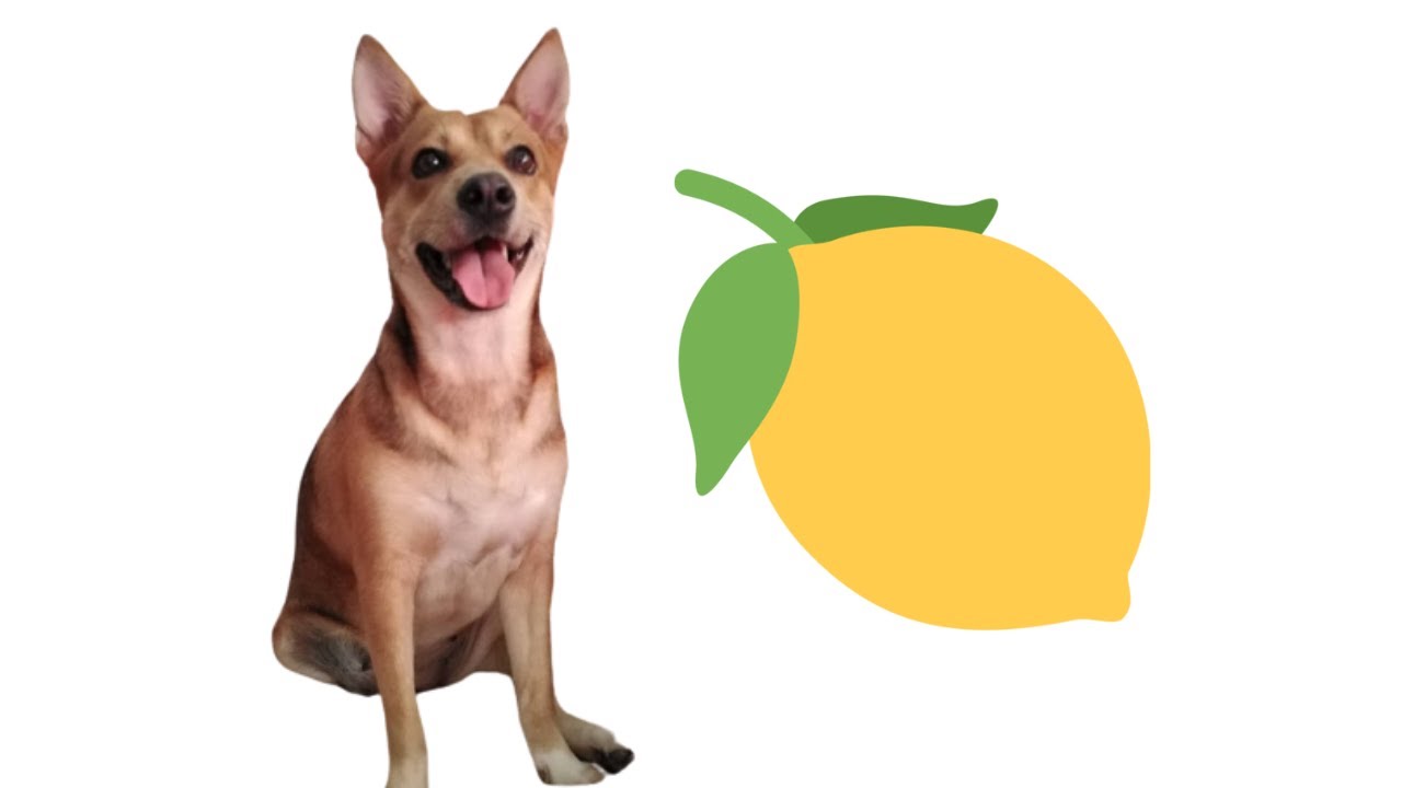 my dog eats a lemon and dies YouTube