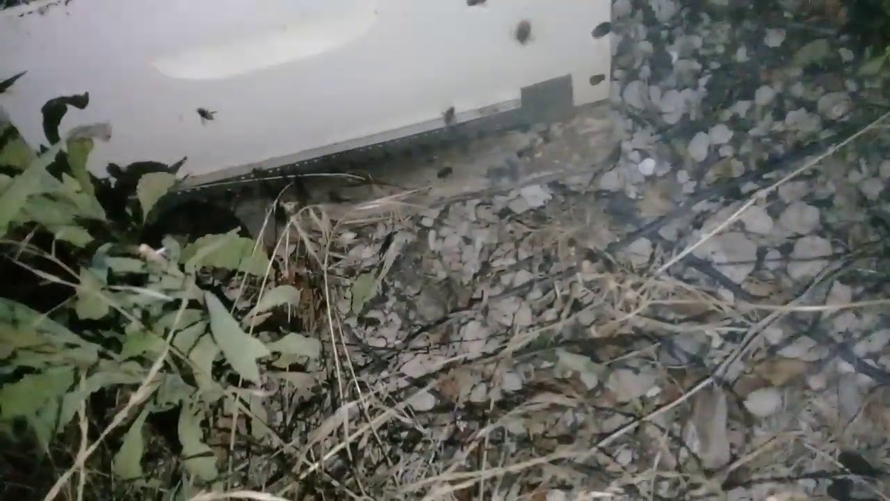 جني العسل وعصره  في بداية شهر  9   في الليل . ولماذا؟ مع  معلومات هامة عن تربية النحل