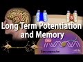 Long Term Potentiation and Memory Formation, Animation