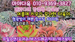 죄송요~ 탑핑크 8000원 베란다 에서  맞춤형 다육이로 ~여름에 수월한 다육이로~착한가격으로~🤗마야다육 010-9369-3827 (24.5.28)