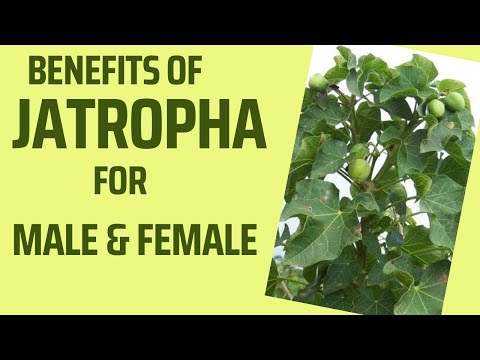 Benefits Of Jatropha For Male & Female #theshangtareal