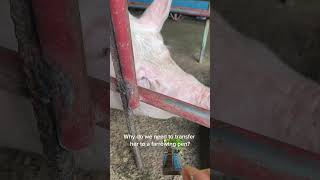 Gestation to Farrowing Update
