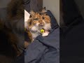 2026迎春粉砕拳 #柴犬スティーブ #ディス子