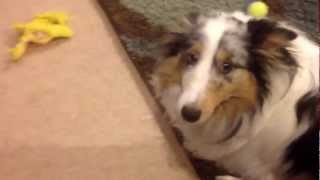 Guilty sheltie