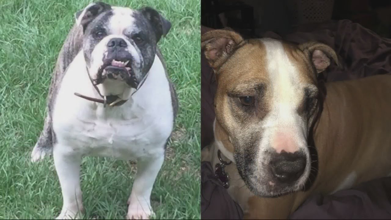 Dogs saves family from house fire - YouTube