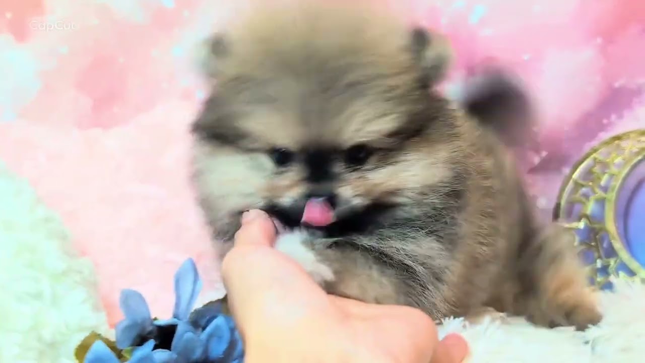 ポメラニアンちゃん - YouTube