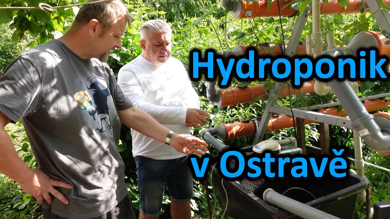 Hydroponické jahody v Ostravě?